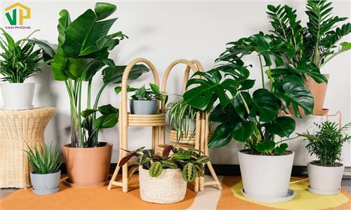 Tổng hợp các loại cây trồng trong nhà theo phong thủy giúp thu hút may mắn, tài lộc