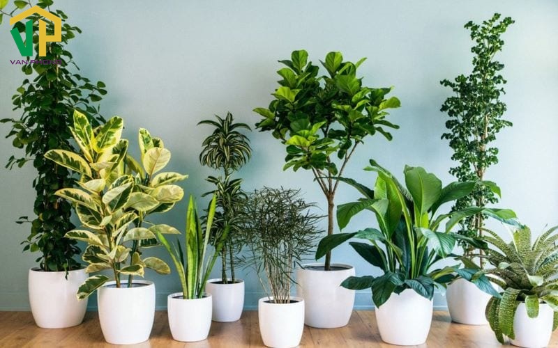 Các loại cây trồng trong nhà theo phong thủy