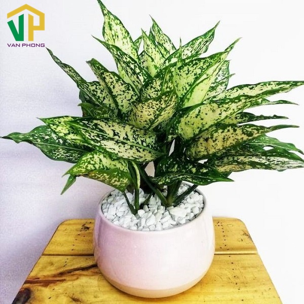 Vị trí đặt cây ngọc ngân đẹp và phù hợp như bàn làm việc, phòng khách