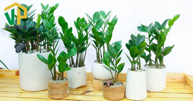 Đặt cây Kim Tiền trong nhà sẽ giúp chiêu tài, hút lộc cho gia chủ