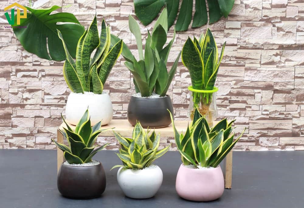 Cây lưỡi hổ có sức sống bền bỉ và mang ý nghĩa phong thuỷ tốt