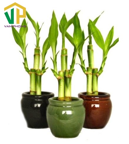 Cây phất dụ phong thuỷ