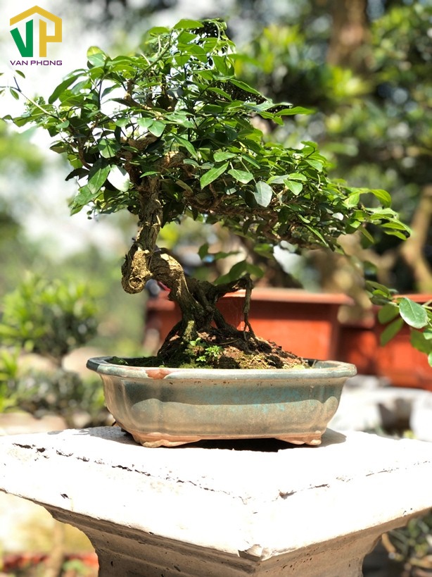 Trang trí cây nguyệt quế trong nhà giúp công việc được thuận lợi