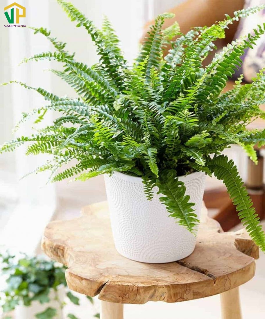 Dáng vẻ mềm mại của cây dương xỉ mang lại cảm giác thư thái cho ngôi nhà